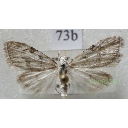 Nola confusalis (Herrich-Schäffer, 1847) Czech73b